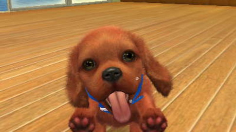 Parent's Guide: Nintendogs + Cats: Golden Retriever + Friends | Age rating, mature content and | Outcyders