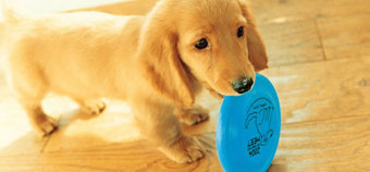 3DS StreetPass mode detailed