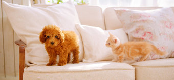 nintendogs + cats Hands-On Preview (3DS)