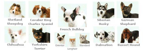 Springe En god ven mirakel What are the different breeds in Nintendogs + Cats on the 3DS? | Outcyders